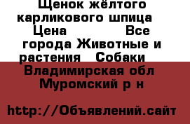 Щенок жёлтого карликового шпица  › Цена ­ 50 000 - Все города Животные и растения » Собаки   . Владимирская обл.,Муромский р-н